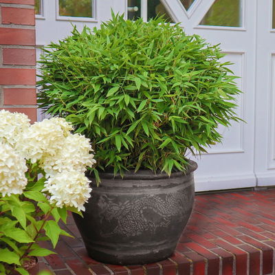 Kleiner Formschnittbambus 'Moontears'® EU-S - Kugel, Topf 7,5 Liter, 2 Stück