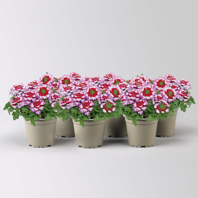 Eisenkraut, lila-rot, Topf-Ø 12 cm, 6 Pflanzen