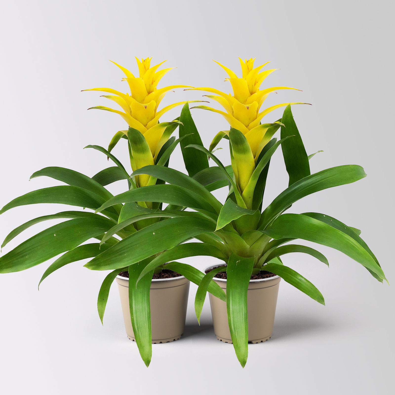 Guzmanie 'Diana', gelb, Topf-Ø 12 cm, Höhe ca. 50 cm, 2 Pflanzen