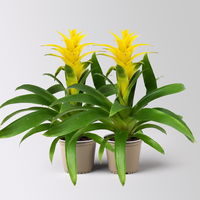 Guzmanie 'Diana', gelb, Topf-Ø 12 cm, Höhe ca. 50 cm, 2 Pflanzen