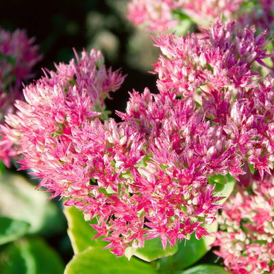 Prächtige Fetthenne 'Abendrot' karminrosa, Höhe 40 cm, Topf 3 Liter