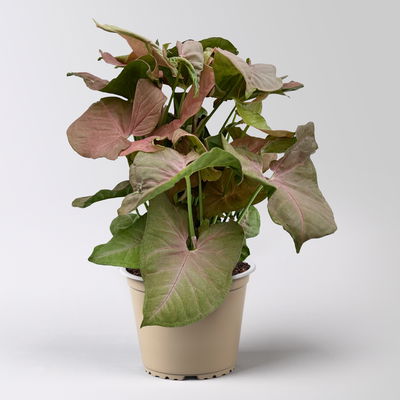 Syngonium 'Red Heart', Topf-Ø 12cm, 2 Pflanzen Syngonium 'Red Heart', Topf-Ø 12cm, 2 Pflanzen