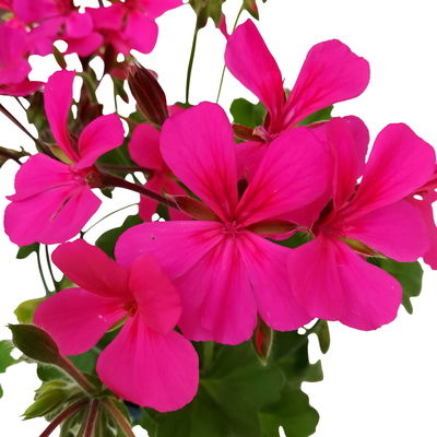 Geranie 'Rainbow Neon Purple', pink, hängend, Topf-Ø 13 cm, 6 Pflanzen