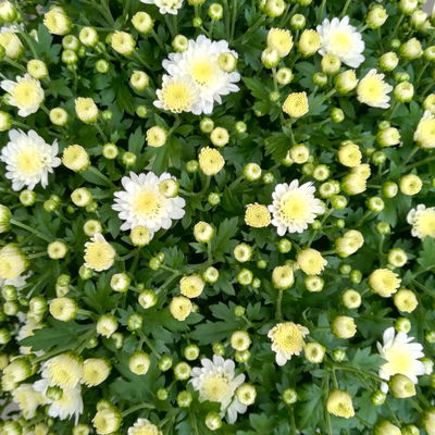 Chrysanthemen, weiß, Topf-Ø 19 cm, 3 Pflanzen