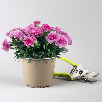 Stauden-Nelke 'I Love U', pink-rosa-weiß, Topf-Ø 14 cm, 4 Pflanzen