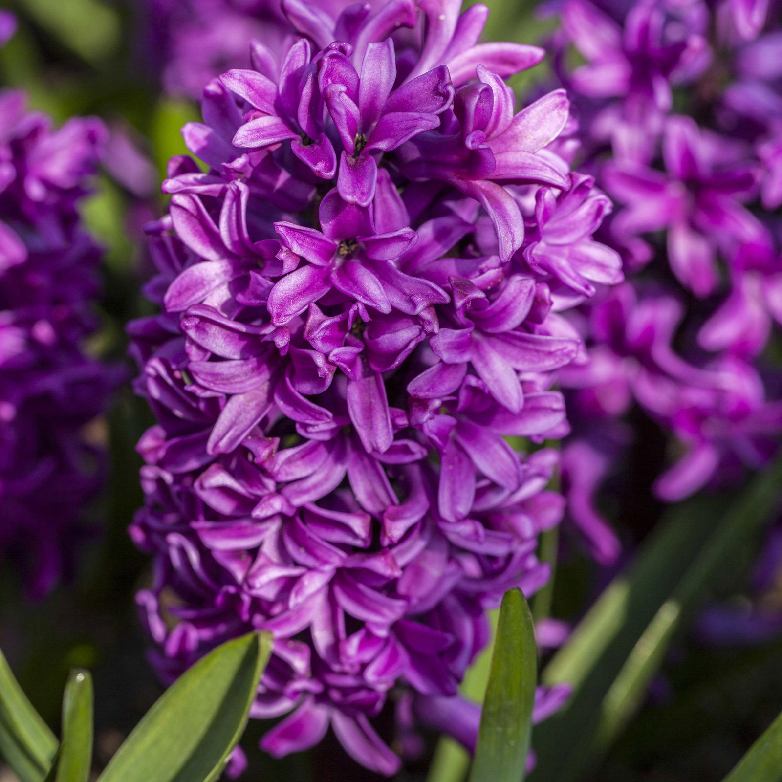 Pflanzenkreation Frühlingsblüten, 12 Pflanzen inkl. Erde