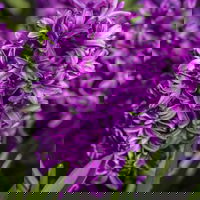 Pflanzenkreation Frühlingsblüten, 12 Pflanzen inkl. Erde