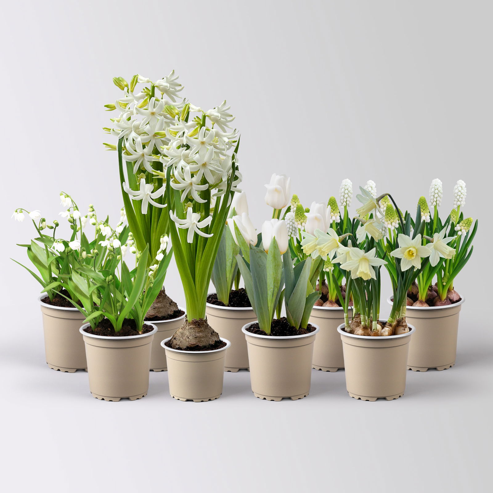 Zwiebelpflanzen-Set Eisprinzessin, weiß, 9 Pflanzen