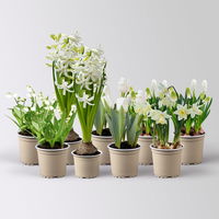 Zwiebelpflanzen-Set Eisprinzessin, weiß, 9 Pflanzen