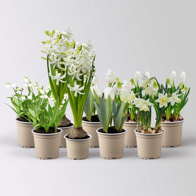 Zwiebelpflanzen-Set Eisprinzessin, weiß, 9 Pflanzen