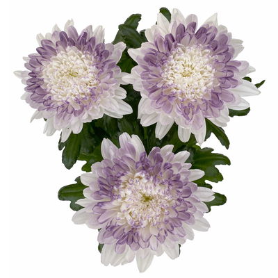 Chrysantheme 'Zembla Make-Upz® Heart Mix, Farben zufällig, Topf-Ø 13 cm, 3er-Set Chrysantheme 'Zembla Make-Upz® Heart Mix, Farben zufällig, Topf-Ø 13 cm, 3er-Set