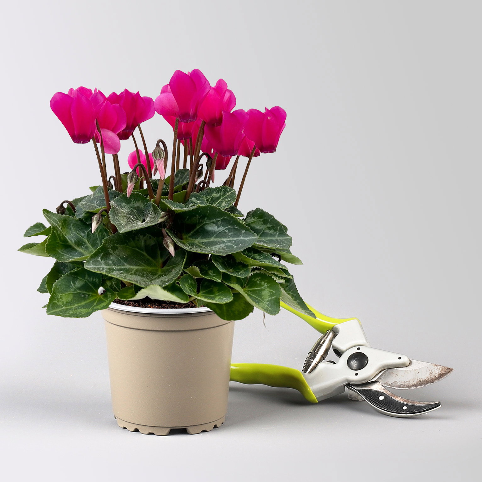 Alpenveilchen 'Outland', pink, Topf-Ø 10,5 cm, 6 Pflanzen Alpenveilchen 'Outland', pink, Topf-Ø 10,5 cm, 6 Pflanzen