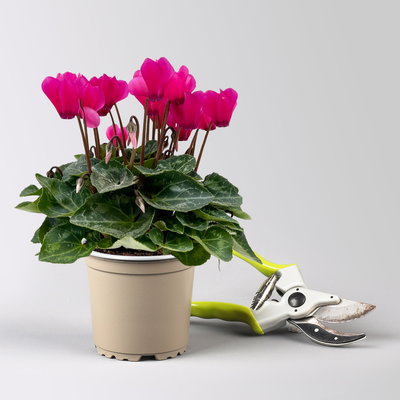 Alpenveilchen 'Outland', pink, Topf-Ø 10,5 cm, 6 Pflanzen Alpenveilchen 'Outland', pink, Topf-Ø 10,5 cm, 6 Pflanzen