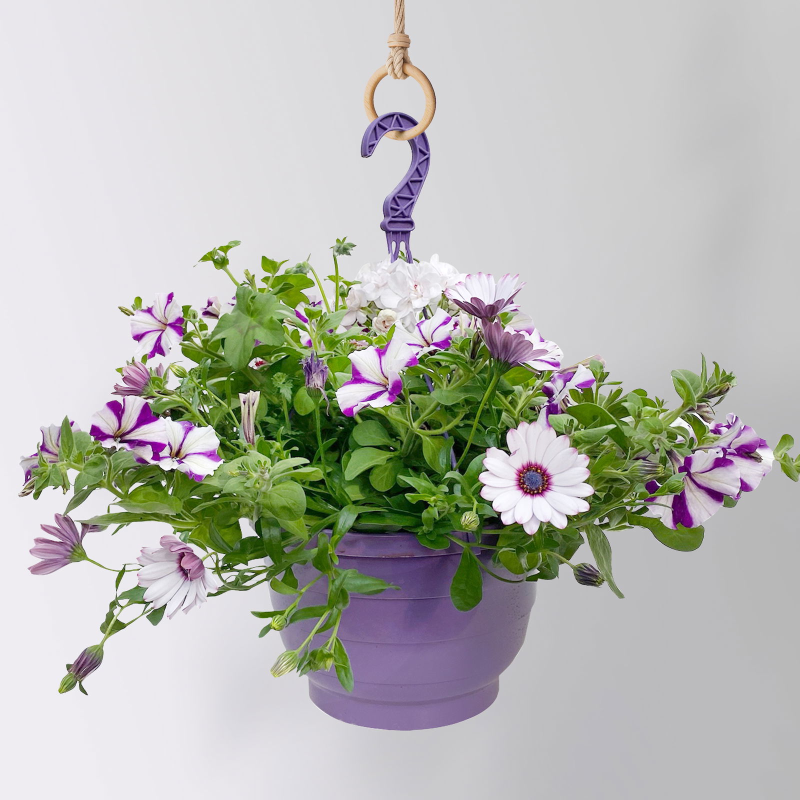 gemischte Sommerblumen-Ampel, Farbe/n nach Verfügbarkeit, Ampeltopf-Ø 25/27 cm