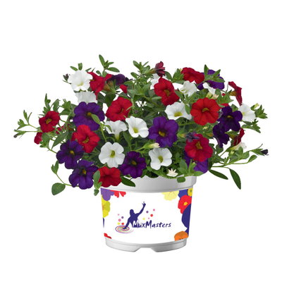 Zauberglöckchen, 'Café de Paris', blau-weiß-rot, TopfØ 12cm, 6 Pflanzen