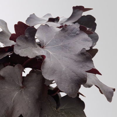 Bio Purpurglöckchen 'Obsidian®', schwarz, Topf-Ø 12 cm, 3 Pflanzen Bio Purpurglöckchen 'Obsidian®', schwarz, Topf-Ø 12 cm, 3 Pflanzen