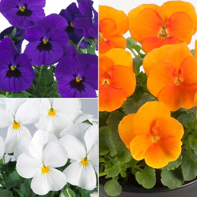 Hornveilchen 'Trio', orange-weiß-blau, Topf -Ø 10/11 cm, 8 Pflanzen