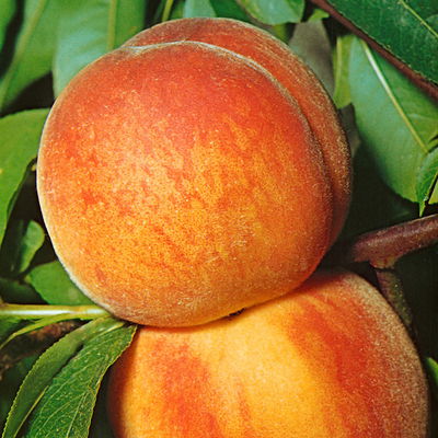 Kölle Bio Zwergpfirsich 'Amber'® Pix ZeeⓈ, Topf 7,5 Liter Kölle Bio Zwergpfirsich 'Amber'® Pix ZeeⓈ, Topf 7,5 Liter
