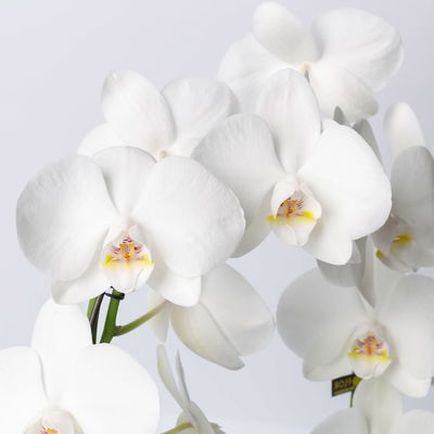 Schmetterlingsorchidee, weiß, Bogen, Topf-Ø 12 cm, Höhe ca. 45 cm Schmetterlingsorchidee, weiß, Bogen, Topf-Ø 12 cm, Höhe ca. 45 cm