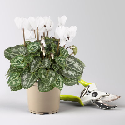 Grabbepflanzung Herbst weiß-lila, 12 Pflanzen Grabbepflanzung Herbst weiß-lila, 12 Pflanzen
