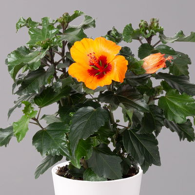 Hibiskus, Graff® 'Petit Orange', mit Keramiktopf weiß, Topf-Ø 13 cm, 2 Pflanzen
