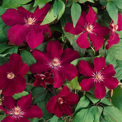 Kölle Clematis 'Rouge Cardinal', 2 l Topf, 60-80 cm Kölle Clematis 'Rouge Cardinal', 2 l Topf, 60-80 cm