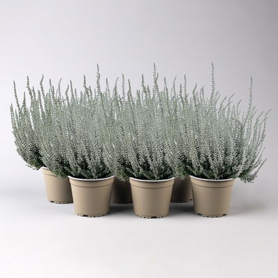 Knospenheide 'Picasso', weiß gefärbt, Topf-Ø 12 cm, 6 Pflanzen Knospenheide 'Picasso', weiß gefärbt, Topf-Ø 12 cm, 6 Pflanzen