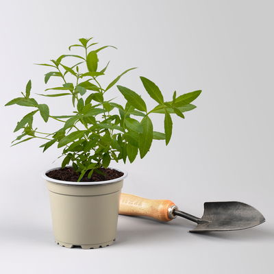 Zitronenverbene, Kölle Bio, 12cm Topf, frisch aus unserer Bio-Gärtnerei