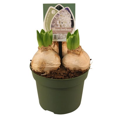 Hyazinthe, weiß & gelb, vorgetrieben, Topf-Ø 12 cm, 6 Pflanzen