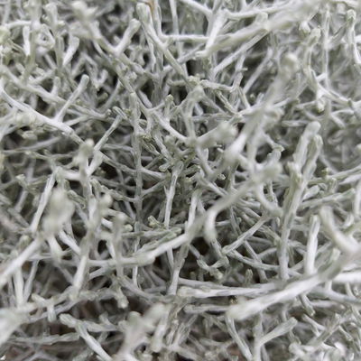 Calocephalus, silber-grau, Topf-Ø 17 cm, 3 Pflanzen