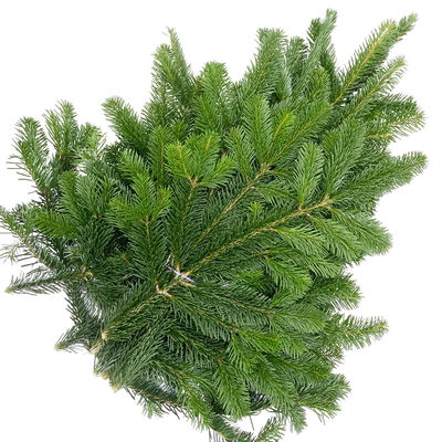 Nordmanntannen-Zweige im Großbund, Länge ca. 70 - 100 cm, ca. 5 kg Nordmanntannen-Zweige im Großbund, Länge ca. 70 - 100 cm, ca. 5 kg