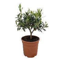 Olivenbaum, Busch, Topf-Ø 15 cm, Höhe ca. 30 cm