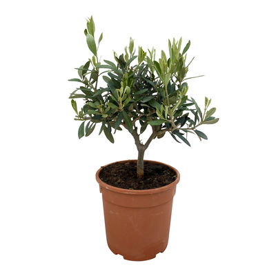 Olivenbaum, buschartig, Topf-Ø 15 cm, Höhe ca. 30 cm, 3 Pflanzen