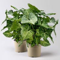 Syngonium 'Arrow', Topf-Ø 14cm, Höhe ca. 30 cm, 2 Stück