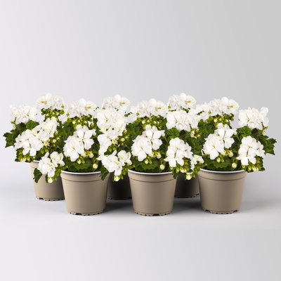 Geranie, weiß, stehend, Topf-Ø 13 cm, 6 Pflanzen Geranie, weiß, stehend, Topf-Ø 13 cm, 6 Pflanzen