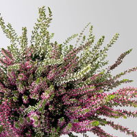 Knospenheide 'Trio', rot-rosa-lila, Topf-Ø 12/13 cm, 6 Pflanzen