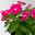 Catharanthus, Farben zufällig, Topf-Ø 13 cm, 6 Pflanzen