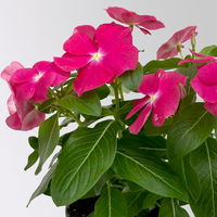 Catharanthus, Farben zufällig, Topf-Ø 13 cm, 6 Pflanzen