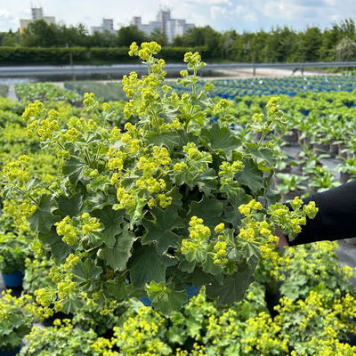 Frauenmantel, gelb-grün, Topf 3 Liter Frauenmantel, gelb-grün, Topf 3 Liter