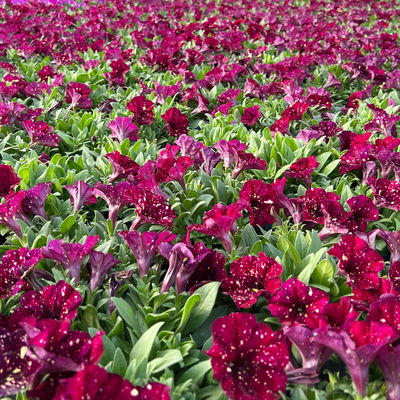 Petunie, dunkelrot mit Sprenkeln, hängend, Topf-Ø 13 cm, 6 Pflanzen