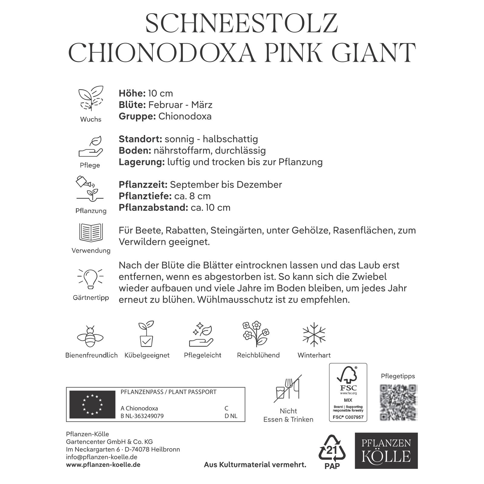 Schneestolz (Chionodoxa Pink Giant) hellrosa, 10 Blumenzwiebeln