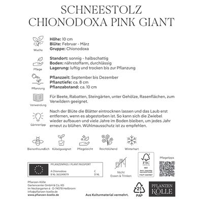Schneestolz (Chionodoxa Pink Giant) hellrosa, 10 Blumenzwiebeln Schneestolz (Chionodoxa Pink Giant) hellrosa, 10 Blumenzwiebeln