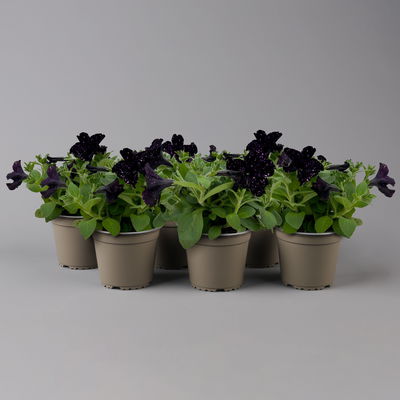 Petunie 'Midnight Sky' lila-weiß, hängend, Topf-Ø 13 cm, 6 Pflanzen