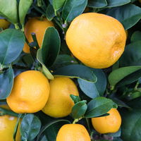 Kumquat 'Obovata', Stamm, Topf-Ø 20 cm, Höhe ca. 60 cm