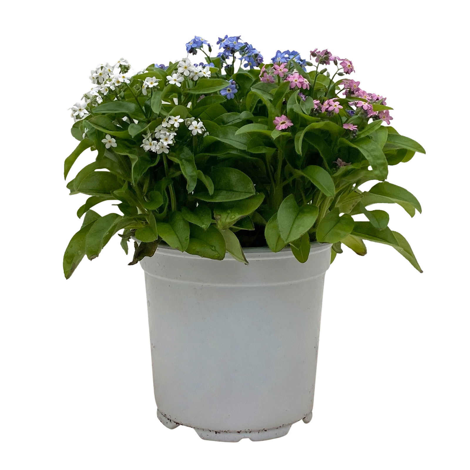 Vergissmeinnicht 'Trio' weiß-rosa-blau, Topf-Ø 13 cm, 6er-Set