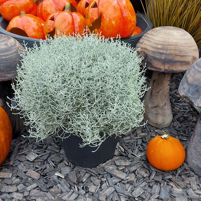 Calocephalus 'XXL', grau-silber, Topf/Schale-Ø 23 cm, 2 Pflanzen