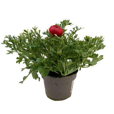 Ranunkel, rot, Topf-Ø 10,5 cm, 6 Pflanzen