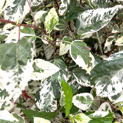 Hibiskus 'Variegata' rot, Topf-Ø 13 cm, Höhe ca. 25 cm, 2 Pflanzen