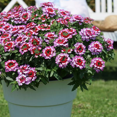 Eisenkraut, lila-rot, Topf-Ø 12 cm, 6 Pflanzen