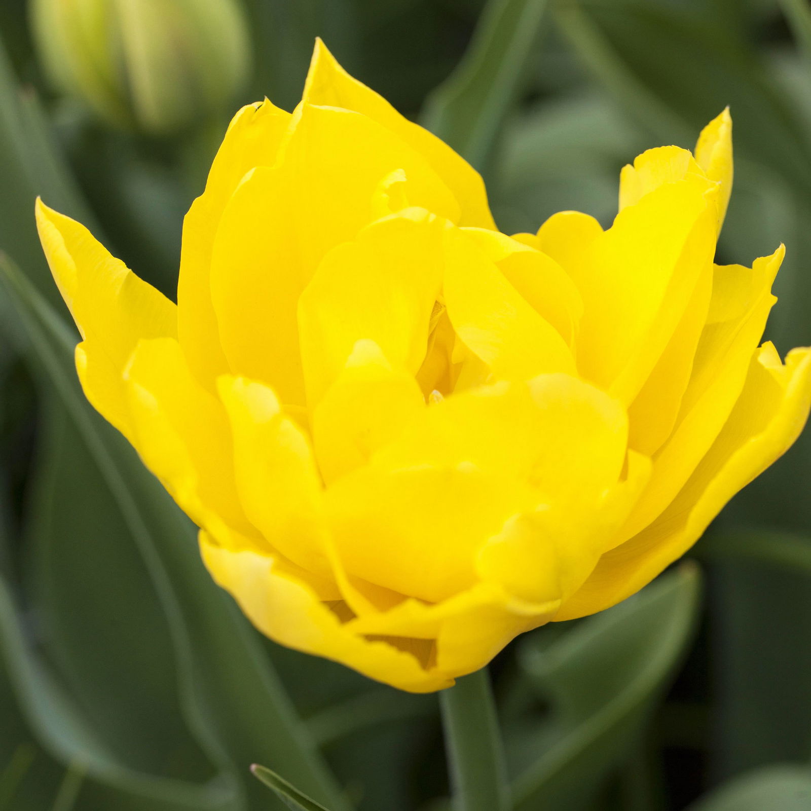 Tulpe gelb, gefüllt, vorgetrieben, Topf-Ø 15 cm, 3 Pflanzen